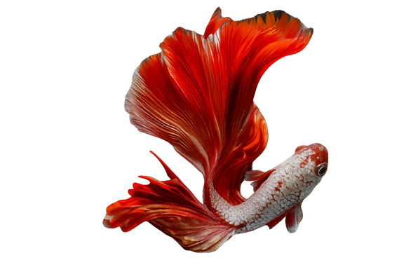 Pachete suport psihologic - FlexiMind - servicii psihologie online si/sau fizic